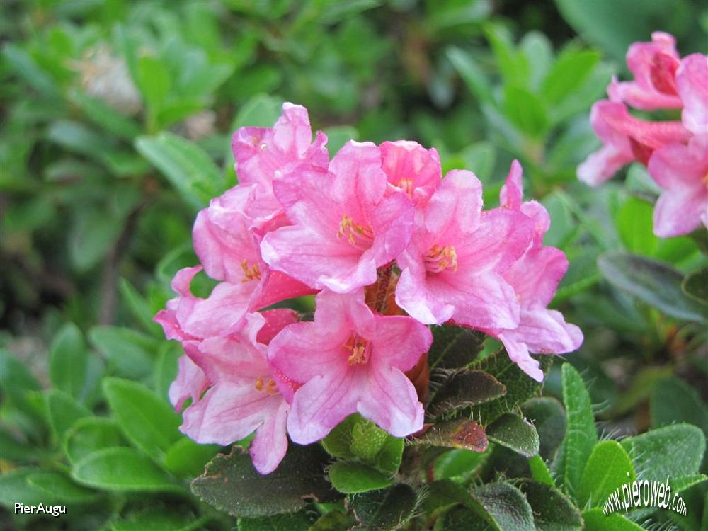 09 rododendro.JPG